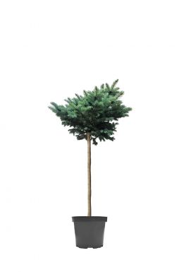 Ель колючая Глаука Глобоза на штамбе (Glauca globosa Pa)