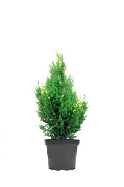 Можжевельник китайский Вариегата (Variegata)