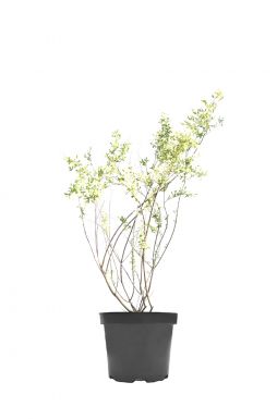 Ива цельнолистная Хакуро Нишики (Hakuro-Nishiki)
