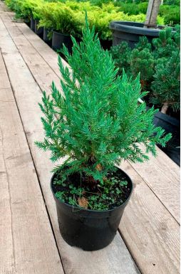 Можжевельник китайский Стрикта (Stricta)