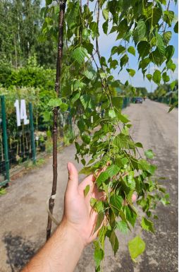 Береза Юнги (Youngii)