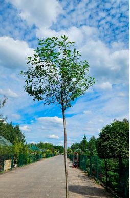 Вишня шаровидная Умбракулифера (Umbraculifera)